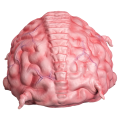 *PRE-ORDER* Teenage Mutant Ninja Turtles -  Krang Prop